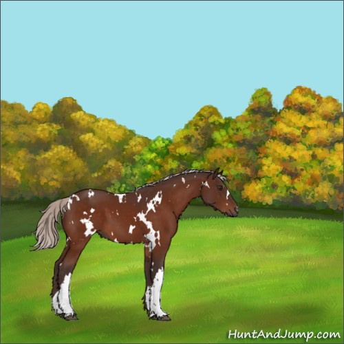 Horse Color:White Spotted Silver Brown 