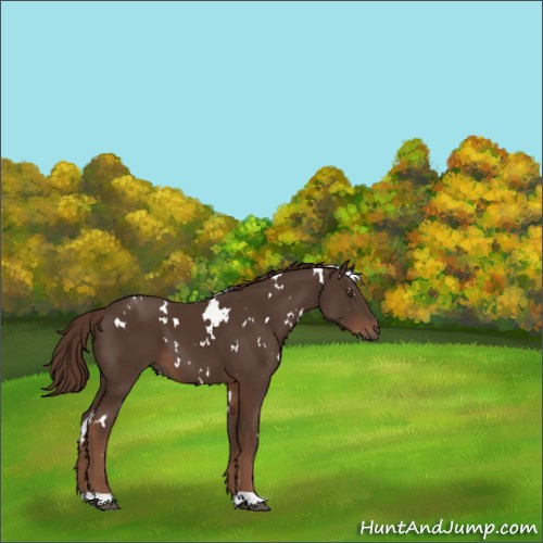 Horse Color:White Spotted Liver Chestnut 