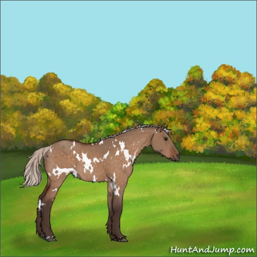 Horse Color:White Spotted Silver Bay Dun 