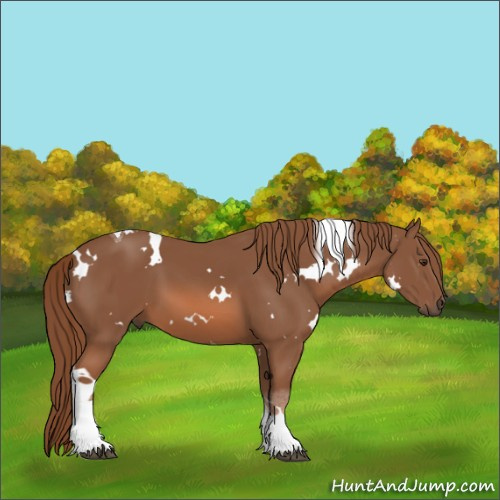 Horse Color:White Spotted Chestnut Tobiano 