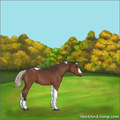 Horse Color:Silver Brown Tobiano 