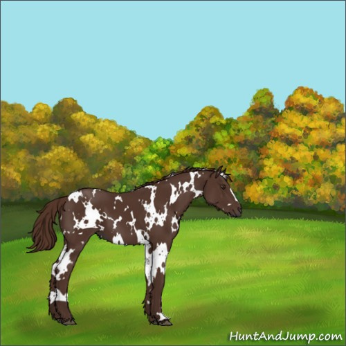 Horse Color:White Spotted Liver Chestnut 