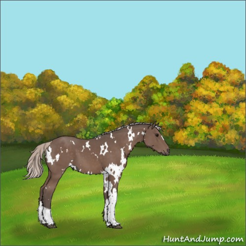 Horse Color:White Spotted Silver Black 