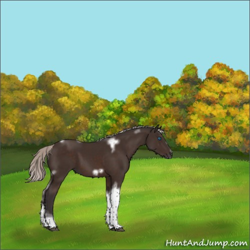 Horse Color:Silver Brown Tobiano Frame 