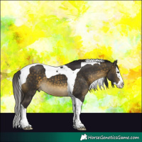 Horse Color:Buckskin Splash Tobiano 