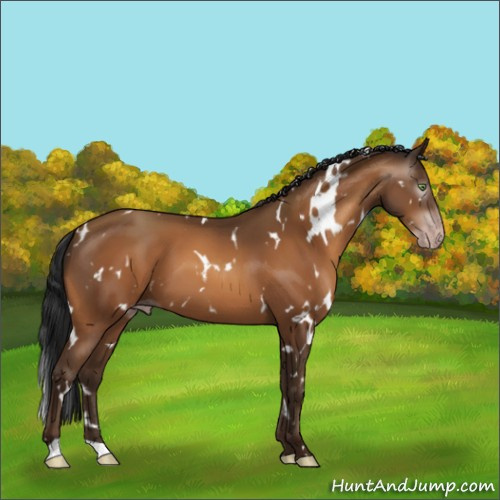 Horse Color:Gray White Spotted Sable Champagne 