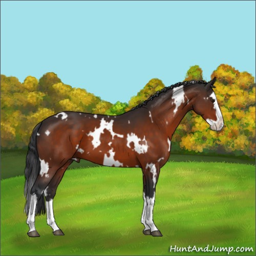 Horse Color:White Spotted Brown Splash 