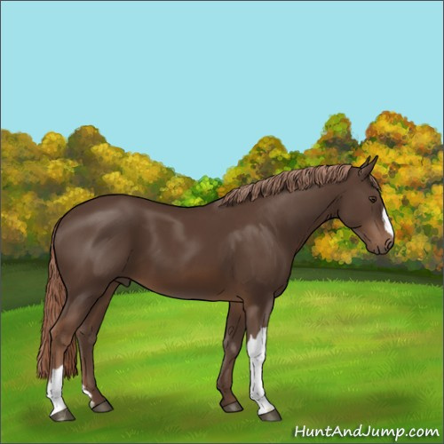 Horse Color:Liver Chestnut 
