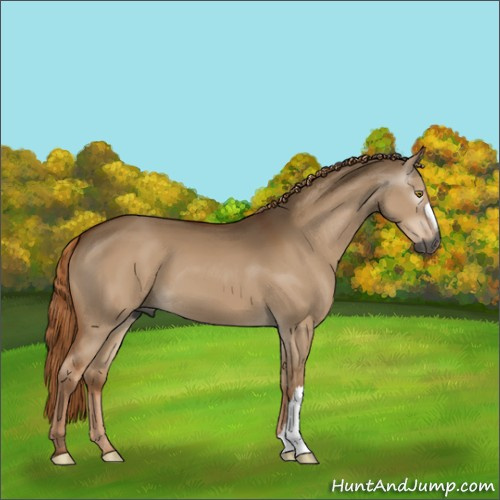 Horse Color:Gray Red Dun 