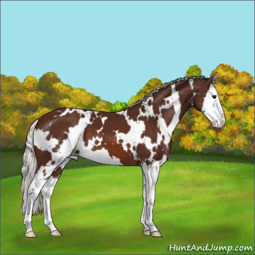 Horse Color:White Spotted Silver Brown Sabino Splash 