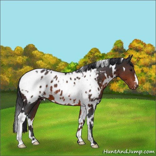 Horse Color:White Spotted Brown Appaloosa 