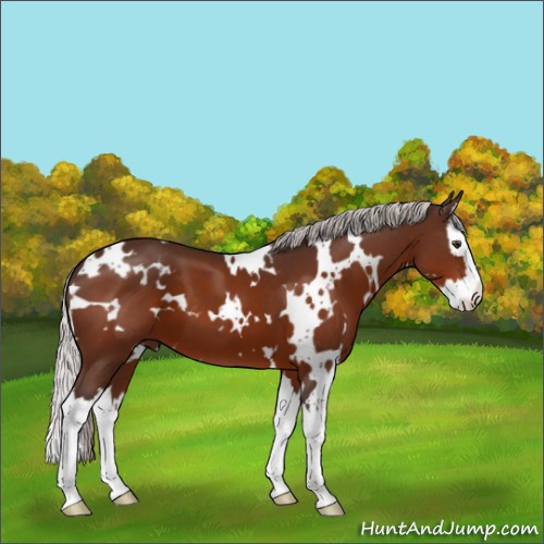 Horse Color:White Spotted Silver Brown Splash 