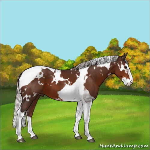 Horse Color:White Spotted Silver Brown Splash Tobiano 