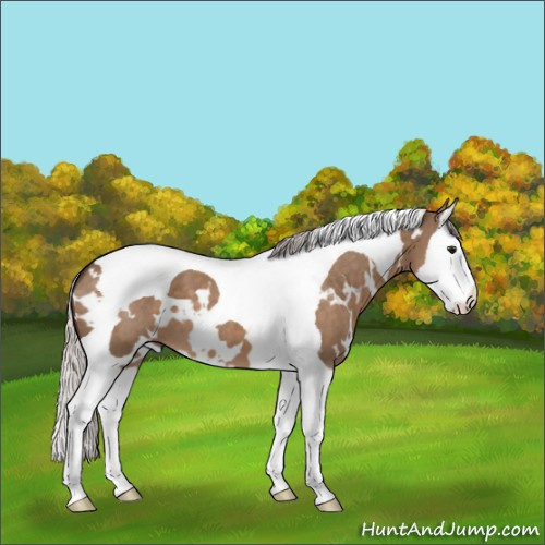 Horse Color:White Spotted Silver Brown Dun Splash Tobiano 
