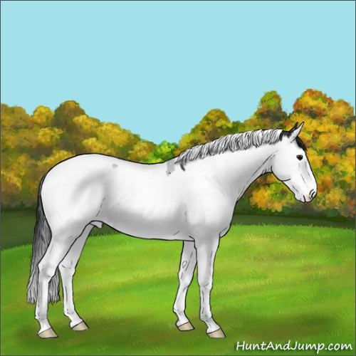 Horse Color:White Spotted Brown Splash Tobiano 