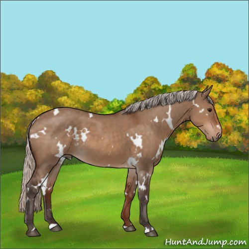 Horse Color:White Spotted Silver Brown Dun 
