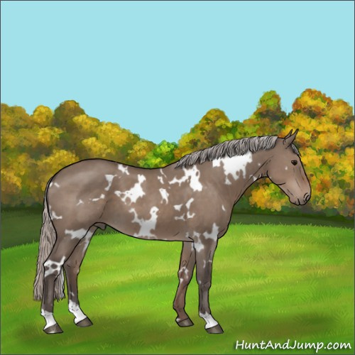 Horse Color:White Spotted Silver Grullo 