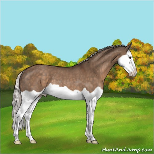 Horse Color:Silver Brown Dun Splash Rabicano 