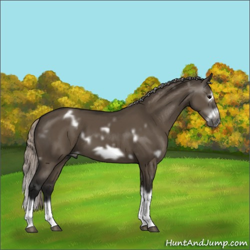 Horse Color:Gray White Spotted Silver Grullo Splash Frame 