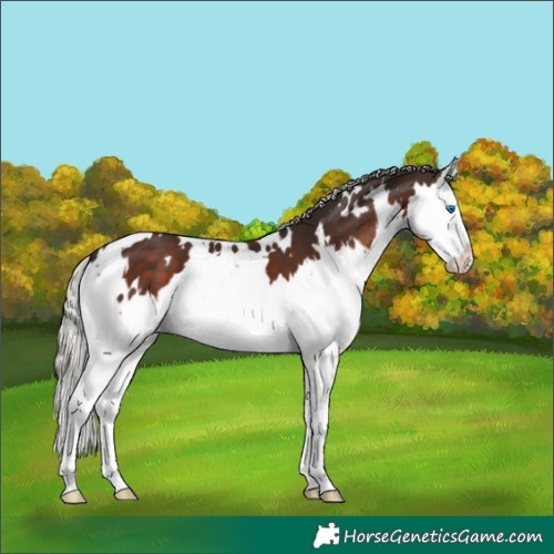 Horse Color:White Spotted Silver Brown Splash
