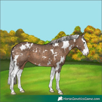 Horse Color:White Spotted Silver Brown Dun Splash 