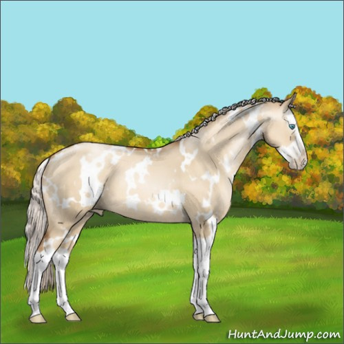 Horse Color:Gray White Spotted Silver Classic Champagne Pearl Dun Splash 