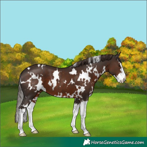 Horse Color:White Spotted Liver Chestnut Splash 