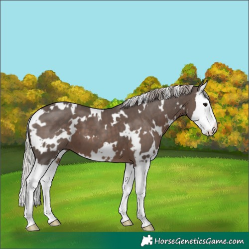 Horse Color:White Spotted Silver Black Splash