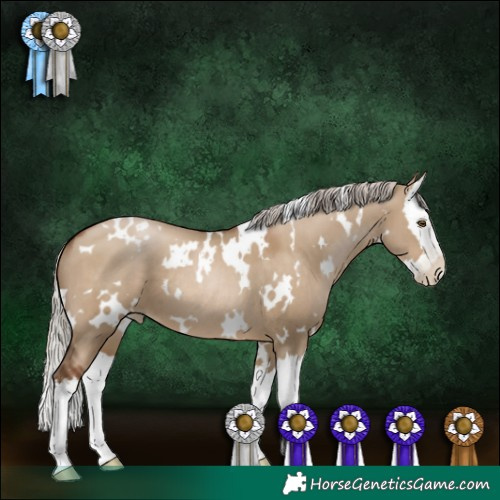 Horse Color:Gray White Spotted Silver Grullo Pearl Splash 