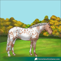 Horse Color:White Spotted Silver Brown Pearl Appaloosa