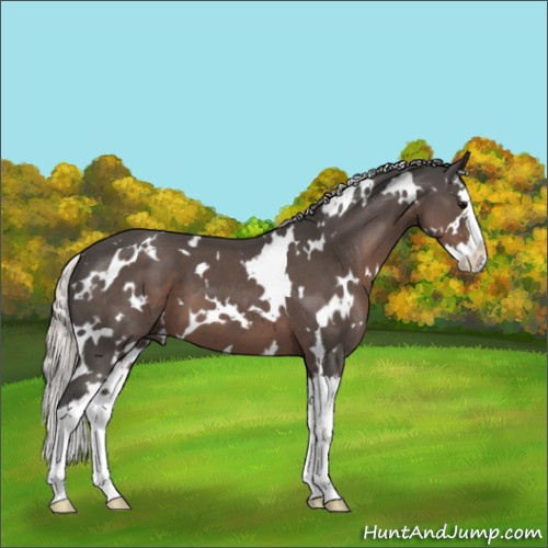 Horse Color:White Spotted Silver Black Splash 