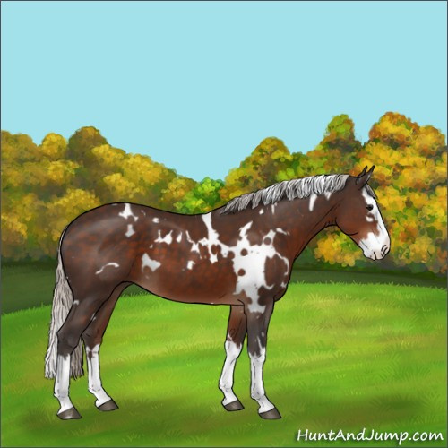 Horse Color:White Spotted Silver Brown Splash 