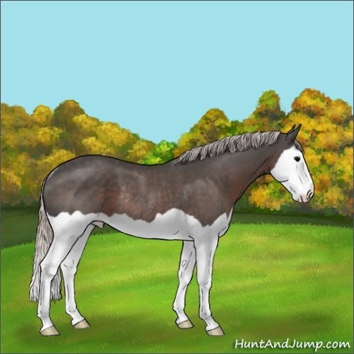 Horse Color:Silver Black Splash Rabicano 
