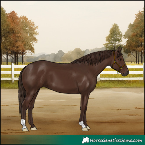 Horse Color:Liver Chestnut 