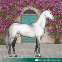 Horse Color:Gray Brown 