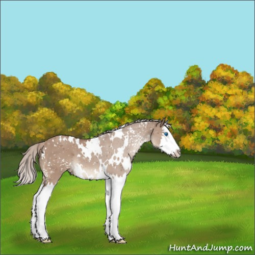 Horse Color:White Spotted Silver Brown Dun Sabino Splash 