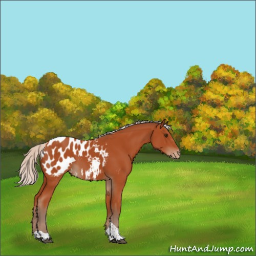 Horse Color:Silver Bay Sabino Tobiano Appaloosa Rabicano 