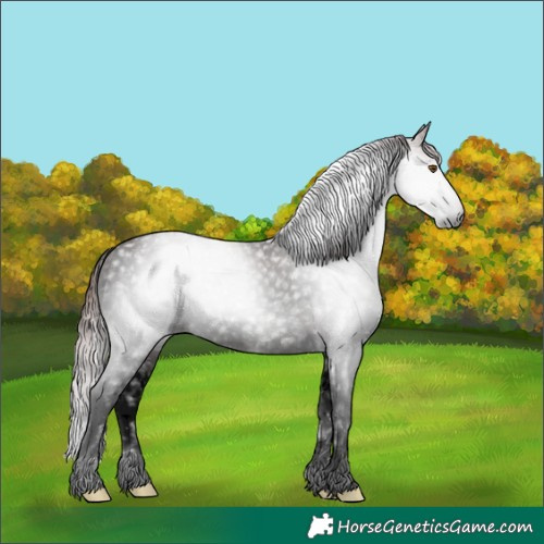 Horse Color:Gray Void White Spotted Chocolate Bay Ice Appaloosa 