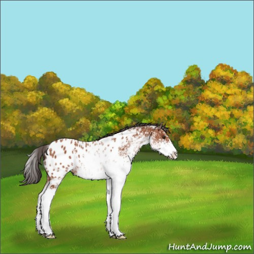 Horse Color:Bay Ice Sabino Appaloosa 