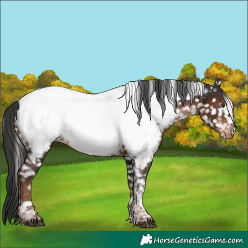 Horse Color:Liver Chestnut Tobiano Near Fewspot