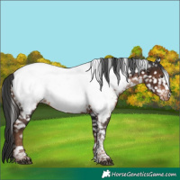 Horse Color:Liver Chestnut Tobiano Appaloosa
