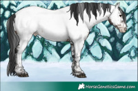 Horse Color:Brown Tobiano Appaloosa Rabicano