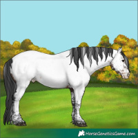 Horse Color:Brown Tobiano Appaloosa Rabicano 