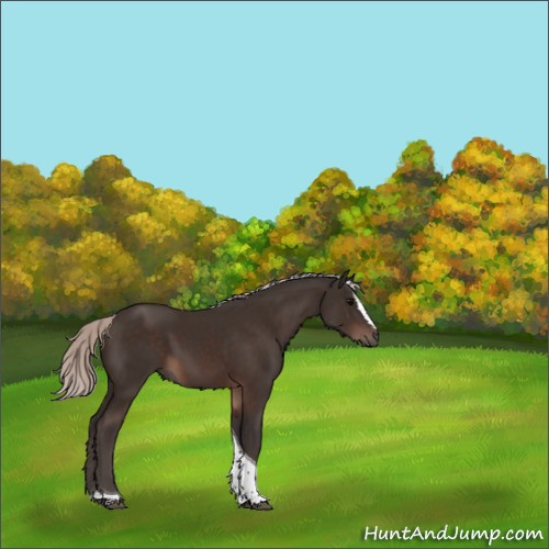 Horse Color:Silver Brown Sabino Tobiano 