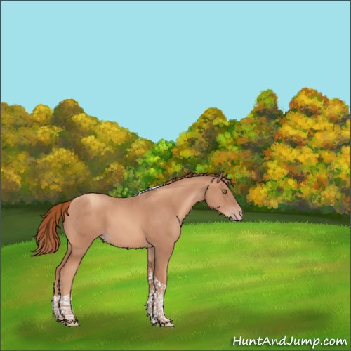 Horse Color:Gold Champagne Tobiano 