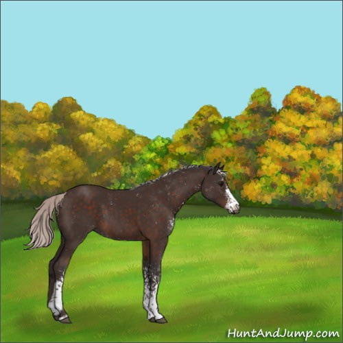 Horse Color:Silver Brown Sabino 