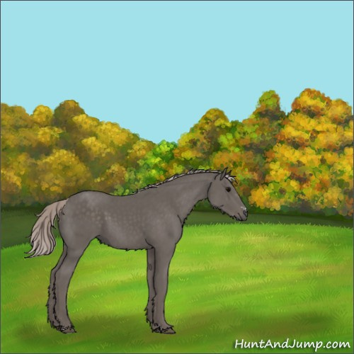 Horse Color:Silver Black Sabino 
