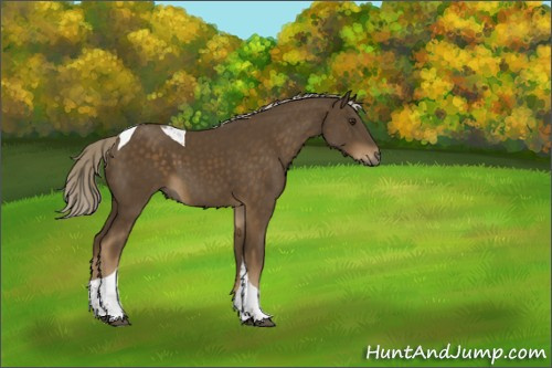 Horse Color:Chocolate Palomino Sabino Tobiano 