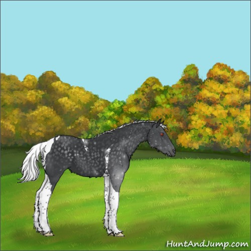 Horse Color:Silver Black Chinchilla Sabino Tobiano 