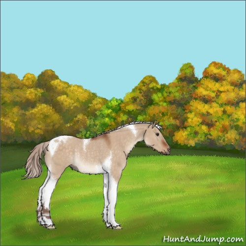 Horse Color:Silver Brown Dun Tobiano Rabicano 